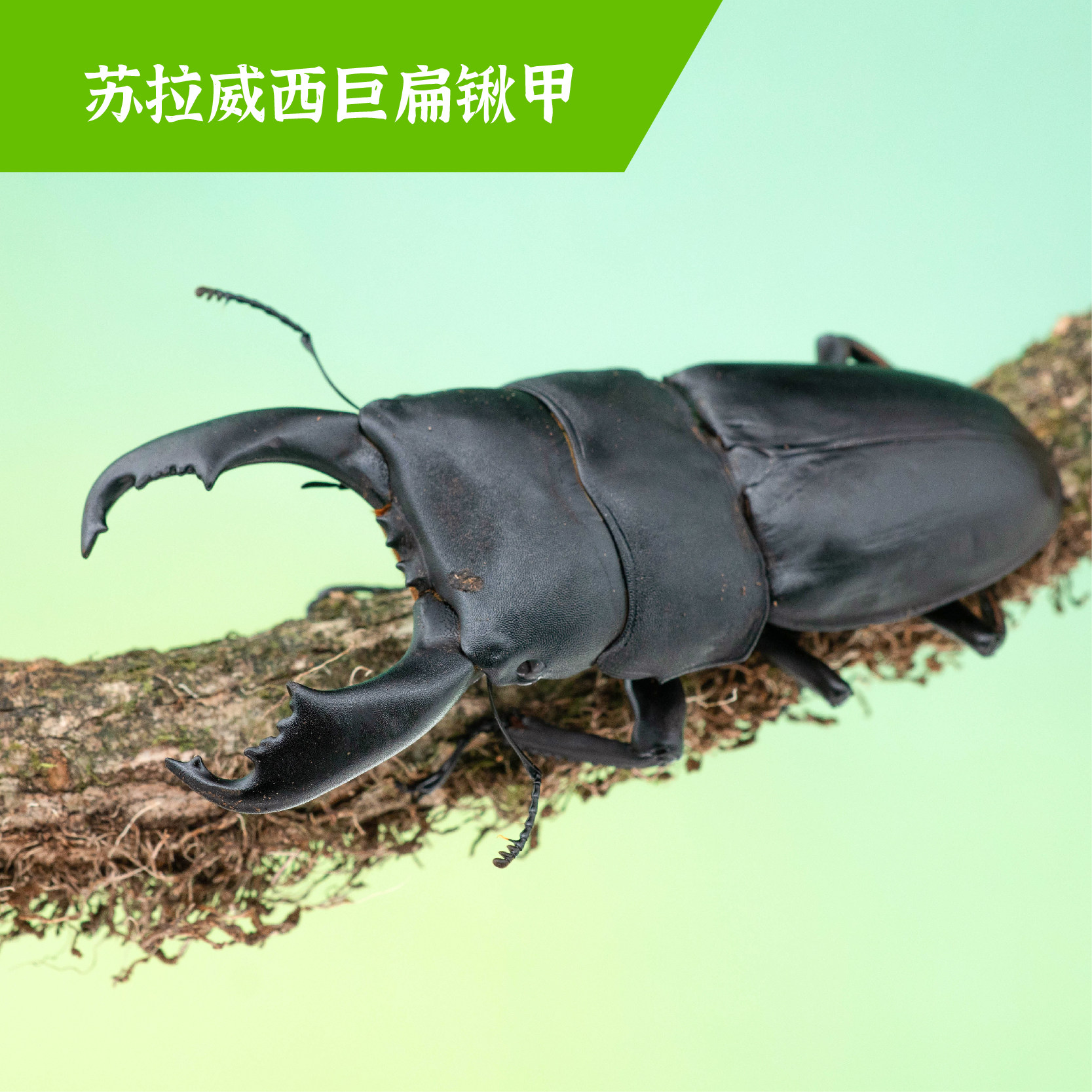 牧野虫社苏拉威西巨扁锹甲独角仙甲虫爬宠活体锹形虫昆虫中国大扁