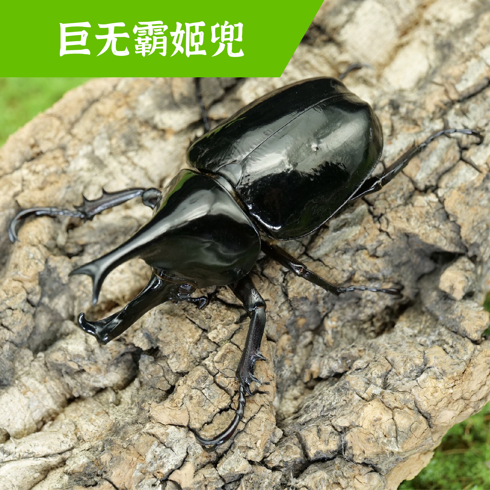 牧野虫社黑金刚姬兜独角仙甲虫爬宠活体锹形虫昆虫锹甲中国大扁