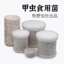 牧野虫社甲虫秀珍云芝菌瓶菌包独角仙锹甲幼虫巴拉望苏门答腊巨扁