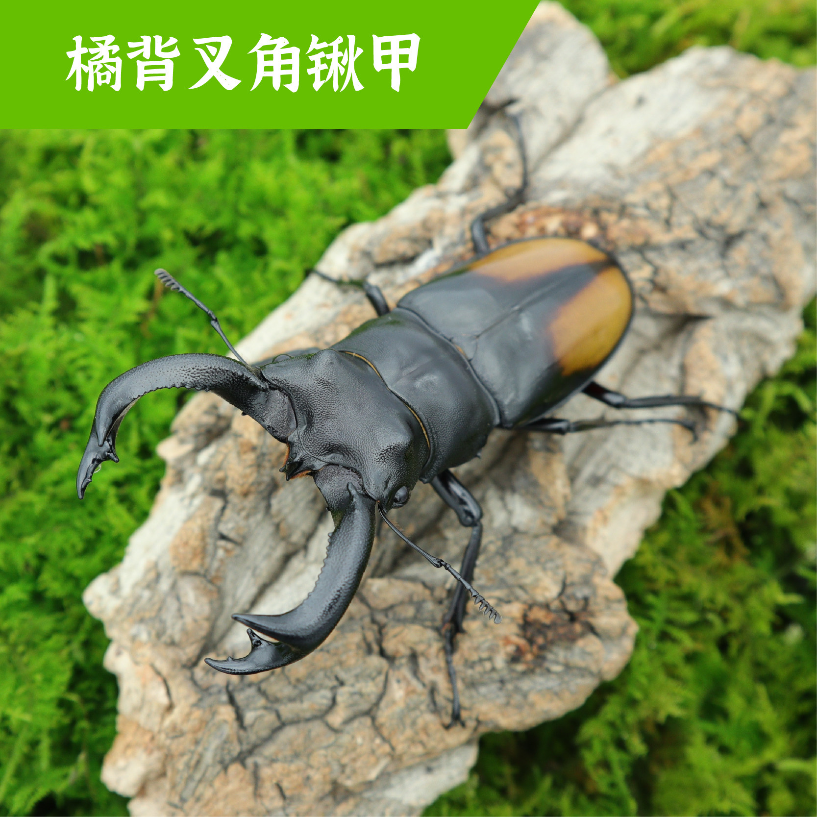 牧野虫社橘背叉角锹甲虫生态精品