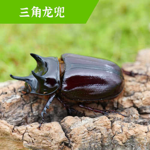 牧野虫社苏里南三角龙兜虫独角仙