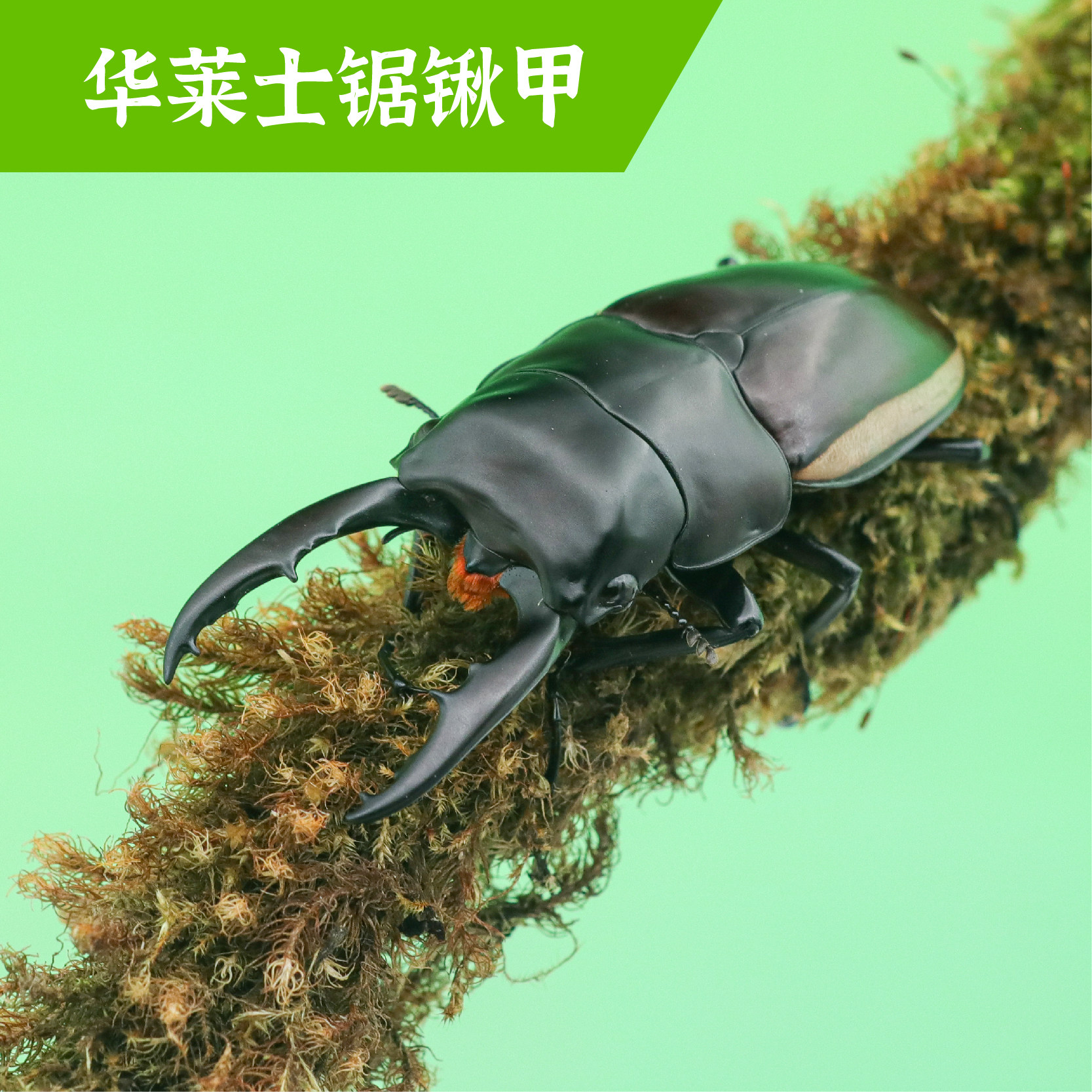 牧野虫社华莱士锯锹甲独角仙甲虫爬宠活体锹形虫昆虫中国大扁兜虫