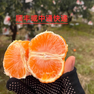 柳疏家明日见阿蜜达柑橘脆爽孕妇水果口感整体纯甜顺丰或中通 包邮