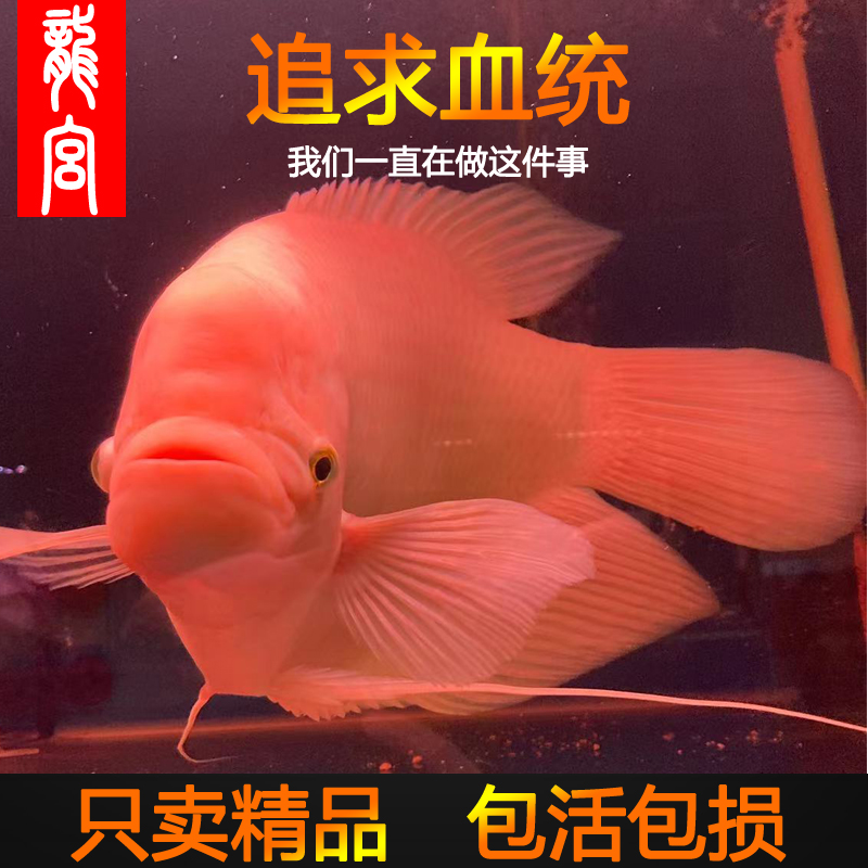 龍宮招财鱼精品热带鱼纯正血统