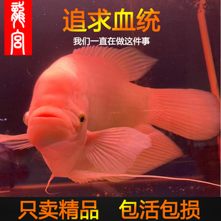 龙宫精品【金蛇吉祥系列】正宗红眼招财鱼活鱼黑眼战船热带观赏鱼