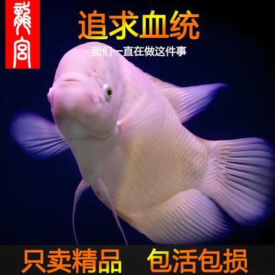 龙宫精品红眼招财鱼黑眼活鱼