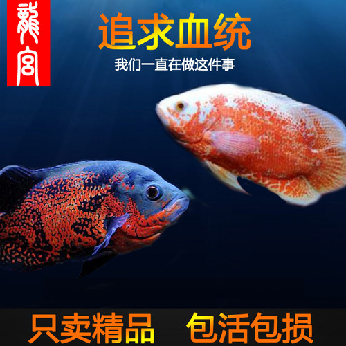 龍宮地图鱼黑白精品观赏鱼