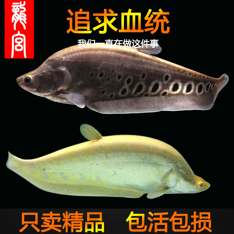 龍宮精品七星刀鱼白化好养耐活