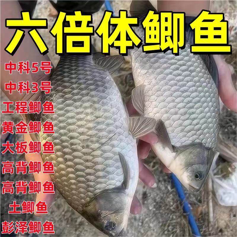 中科鲫鱼六倍体鲫鱼苗淡水养殖高背银鲫黄金土鲫大阪彭泽