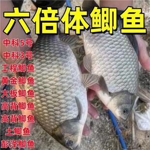 中科鲫鱼六倍体鲫鱼苗淡水养殖高背银鲫黄金土鲫大阪彭泽