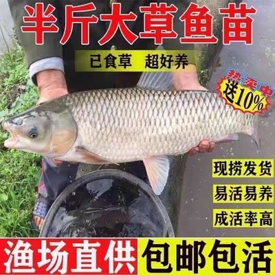 大草鱼苗淡水养殖食用皖鱼特大鲜活便宜半斤脆肉草鱼苗20厘米