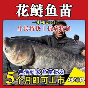 特大号半斤花鲢鱼苗淡水养殖大头鱼胖头鱼鲢鳙鲢鱼白鲢鱼草鱼苗