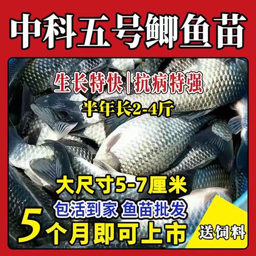 正宗中科五号鲫鱼苗工程鲫鱼淡水养殖草鱼苗鲤鱼花鲢包活批发