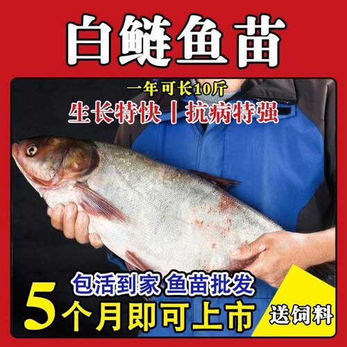 白鲢鲢鱼花鲢鱼大头鱼苗淡水养殖食用胖头鱼半斤鲢鳙鱼苗雄鱼苗