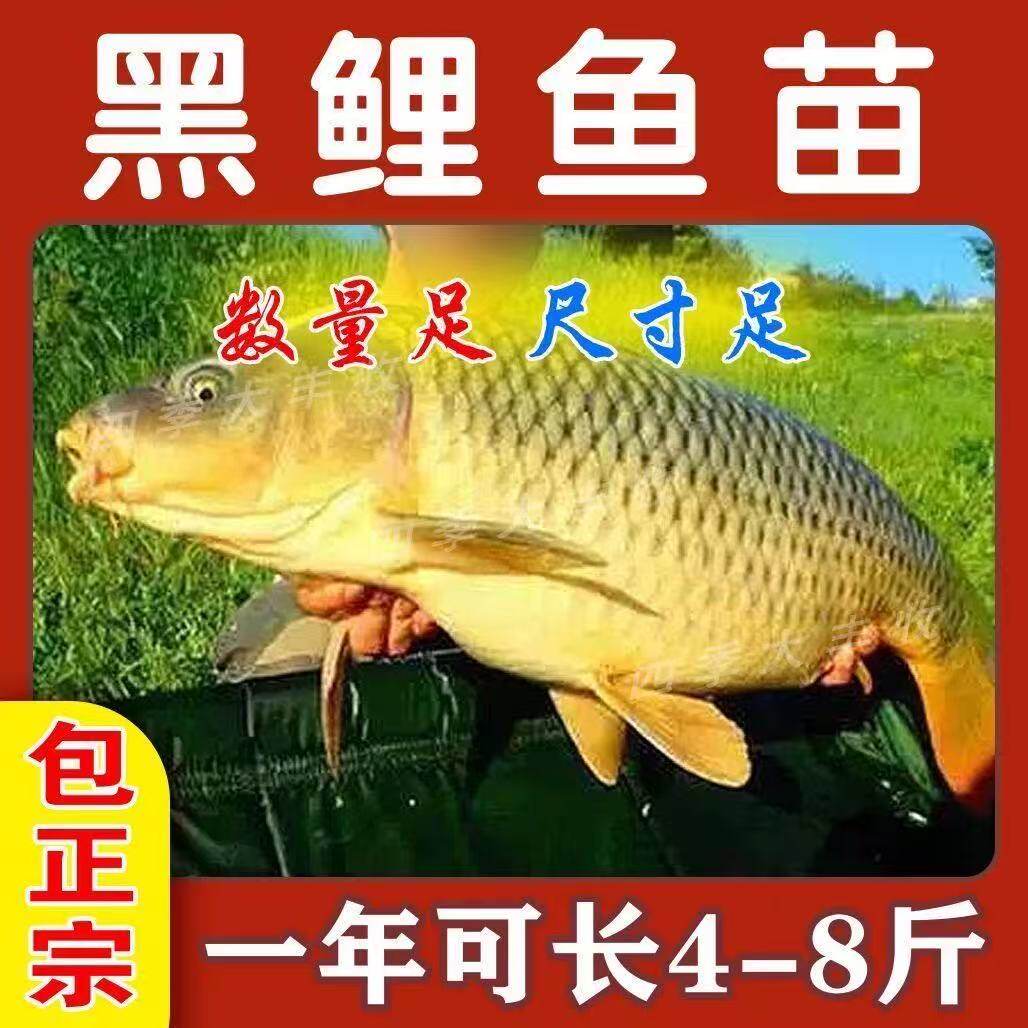 大品种鲤鱼苗建鲤丰鲤鱼稻田鲤淡水养殖草鱼苗大种工程鲫鱼苗包活