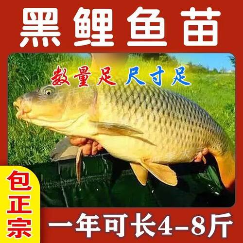 大品种鲤鱼苗建鲤丰鲤鱼稻田鲤淡水养殖草鱼苗大种工程鲫鱼苗包活