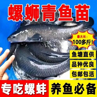 大青鱼苗特大号螺蛳青鱼半斤黑皖鱼苗淡水养殖草鱼苗20厘米包活