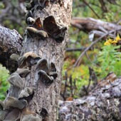 王小帮代售干货东北黑木耳2025小秋耳200g无硫 口感脆嫩 叶片厚实