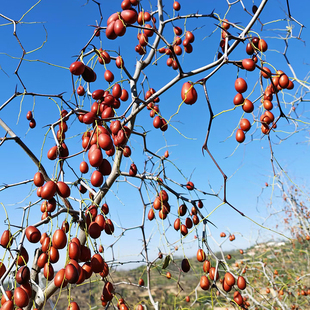 王小帮山西特产酸枣晋酸2号黄河滩自然风干原味孕妇休闲解馋零食