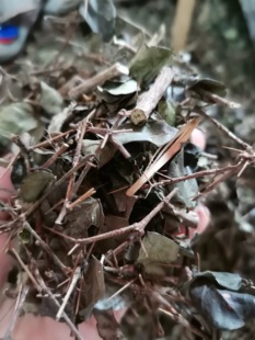 野生绣花针 虎刺 伏牛花 鸟不宿 500克中药材 中草药包邮