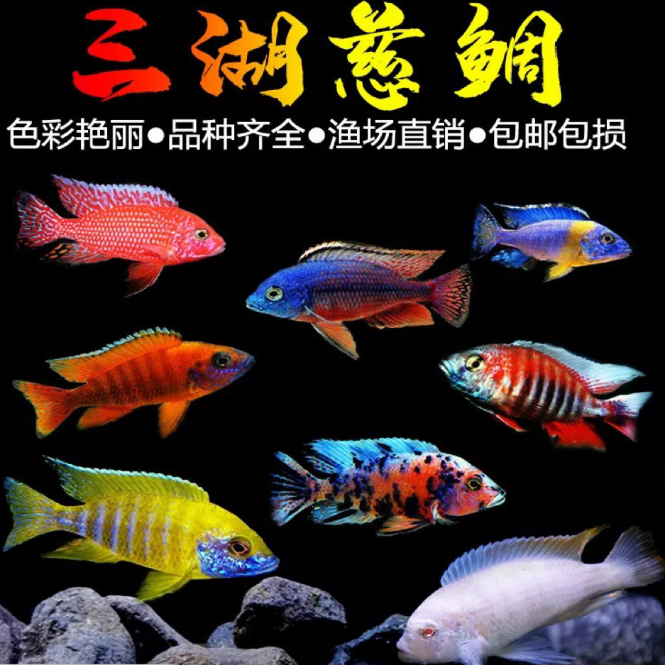 三湖慈鲷鱼活体马鲷科非洲王子热带鱼小型淡水观赏鱼包邮