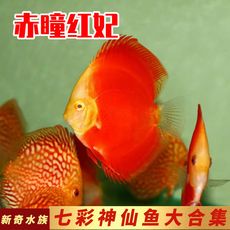 七彩神仙鱼鸽子天子蓝虎纹松红富士黄金白玉赤瞳热带观赏鱼活体