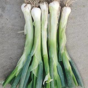 河北鸡腿葱新鲜大葱冬储农家非章丘大葱甜葱生吃蘸酱香葱蔬菜