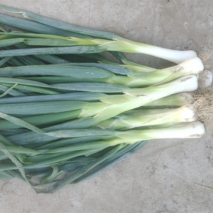 河北鸡腿葱冬储带叶子大葱新鲜现挖大头葱香葱甜葱生吃蘸酱好吃