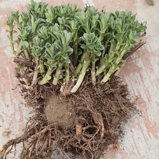 养心菜新鲜带根苗养心草救心菜养心茶高钙菜景天三七3斤5斤包邮