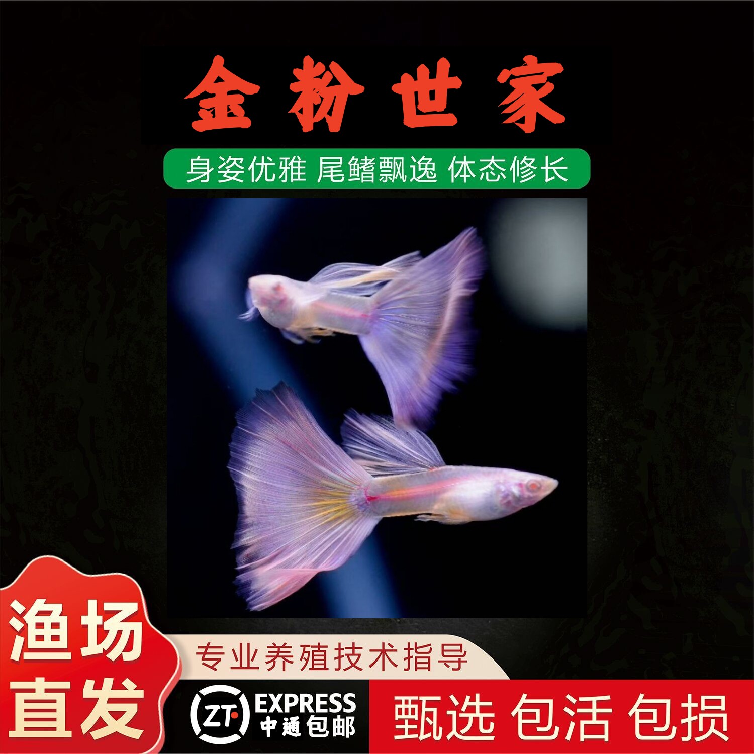 精品孔雀鱼金粉孔雀鱼淡水热带鱼图片
