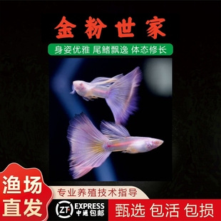 精品金粉孔雀鱼莫紫白子孔雀鱼金粉世家孔雀鱼自家养殖精品孔雀鱼