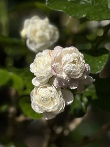 圆叶宝珠花香朵大横县茉莉盆栽花香夏季花卉绿植办公室阳台庭院