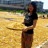 连州玉竹片干货250g新货晒干无硫大片特产可搭配沙参麦冬泡茶煲汤