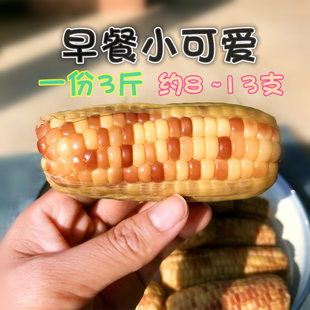 云南西双版 粗粮早餐 纳香糯小玉米糯玉米棒甜粘花即食新鲜真空袋装