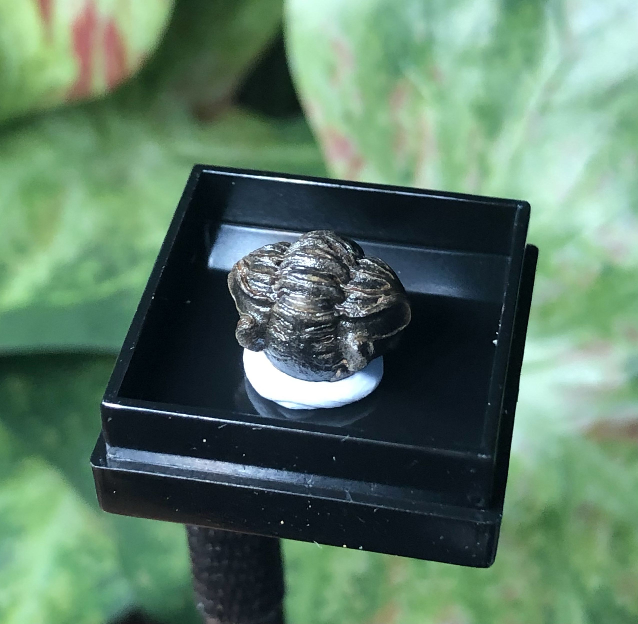 迷你三叶虫化石隐头虫阿卡斯特矿物摩洛哥石宝石科普教学毕业礼品