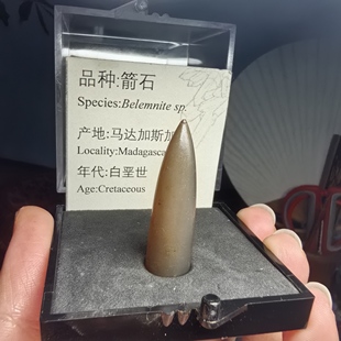 箭石化石玛瑙化古生物天然地质博物馆标本礼品科普教学