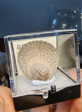 扇贝化石玛瑙化古生物天然地质博物馆标本礼品科普教学毕业季礼物