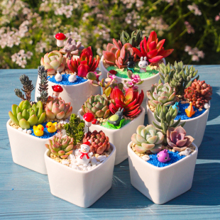 包邮 多肉植物陶瓷花盆套装 组合盆栽含盆含土DIY微景观材料包肉肉