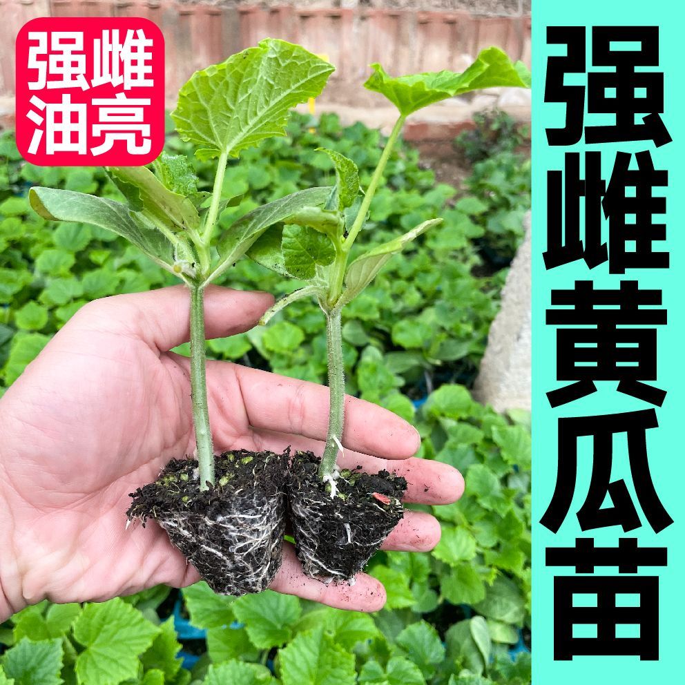 黄瓜苗高产抗病春秋蔬菜苗无刺水果小黄瓜黄瓜苗露天种植蔬菜种苗-封面