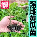 黄瓜苗高产抗病春秋蔬菜苗无刺水果小黄瓜黄瓜苗露天种植蔬菜种苗