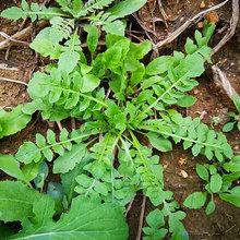 荠菜种子菜籽蔬菜种籽孑大全四季大叶野菜阳台种植四季高产秋冬季