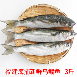 海捕乌鲻鱼新鲜福建海鱼乌鱼广东鲻鱼乌头鱼红眼梭子鱼丁鱼海鲜