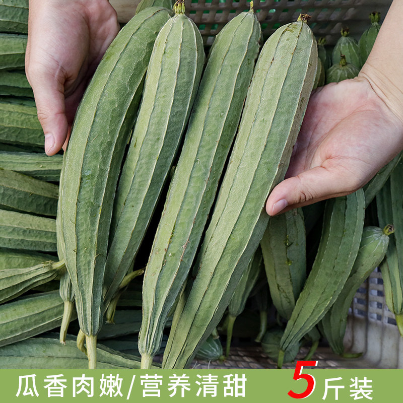 农家棱角丝瓜八棱丝瓜八棱瓜新鲜笨棱瓜孕妇蔬菜水瓜广东八角瓜