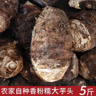 福建漳州农家种植槟榔芋头粉糯大香芋泥新鲜毛芋艿蔬菜应季紫藤芋