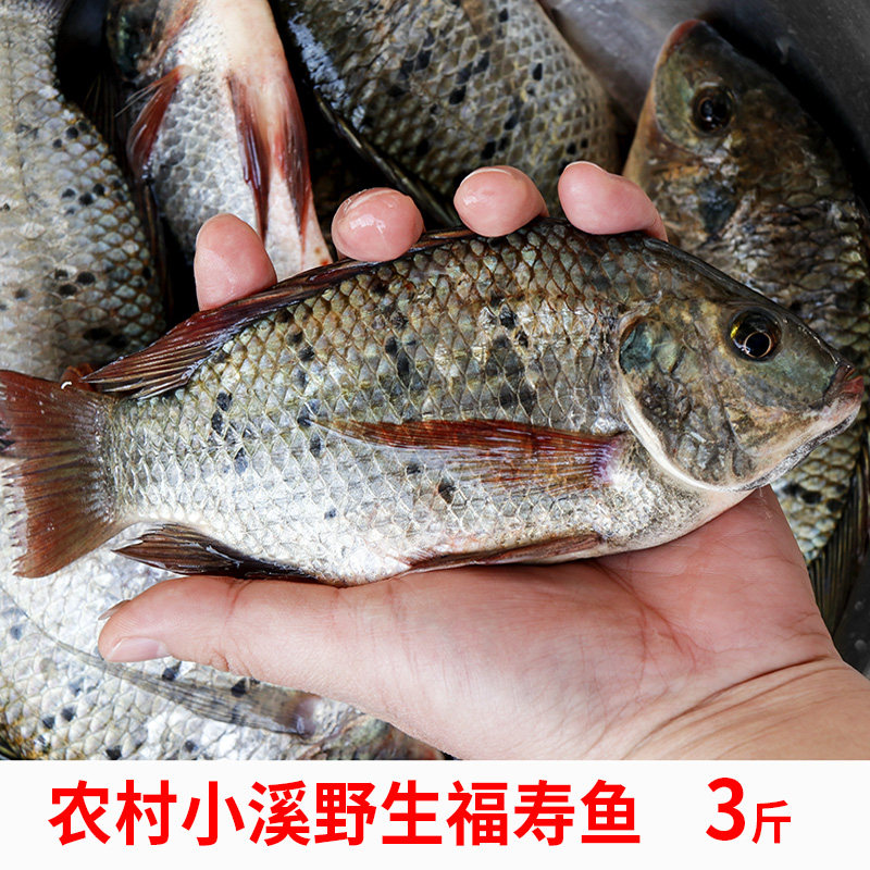 新鲜罗飞非洲鲫鱼淡水福寿鱼