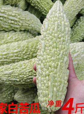 福建漳州农家自种本地新鲜白苦瓜凉瓜癞瓜现摘当季时令蔬菜4斤装