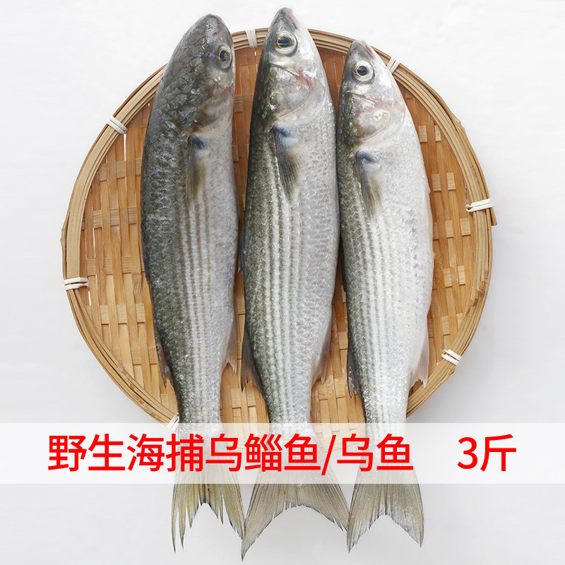 现捕新鲜梭鱼鲜活乌鲻鱼乌头鱼海鲜水产海鲜鱼红眼梭子鱼大海鱼