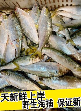现捕鲜活新鲜海鲫鱼冰鲜鲫鱼板