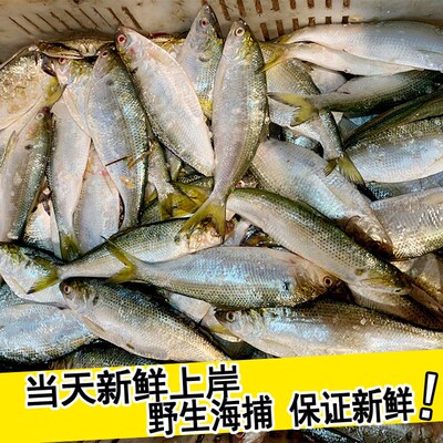 现捕鲜活新鲜海鲫鱼冰鲜鲫鱼板