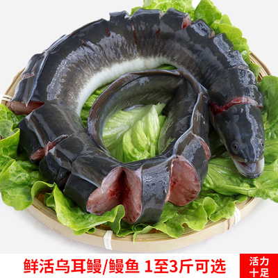 乌耳鳗河鳗鱼整条白鳝鱼海鳗鱼